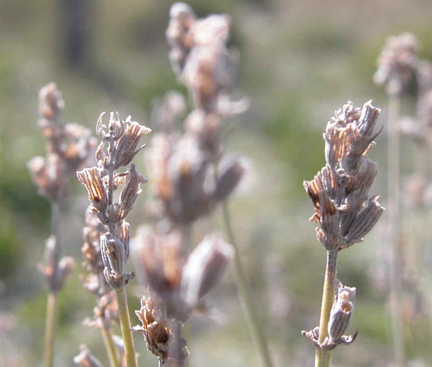 Lavender fruit